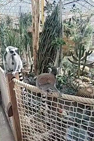 The video shows two ring-tailed lemurs in an enclosure at a zoo or sanctuary. The enclosure appears to be a greenhouse or aviary, with a transparent roof and abundant plant life, including palm trees, succulents, and cacti. A net fence with a rope railing runs along the bottom of the frame, separating the viewer from the lemurs.

In the foreground, on the left, a ring-tailed lemur is perched on the top of a wooden fence post. It is facing to the right, with its characteristic black and white ringed tail hanging down. Its fur is gray and white, and its eyes are dark with white rings around them.

To the right of this lemur, and further back, another ring-tailed lemur is also perched on the rope railing of the fence. This lemur is facing away from the camera, and its tail is also visible, showing its ringed pattern.

A young girl, wearing a pink and white floral dress, is standing on the left side of the frame, behind the fence. She is looking towards the lemurs. The lemurs appear to be relaxed and accustomed to the presence of visitors. The overall environment is bright and green, suggesting a well-maintained habitat for the animals.