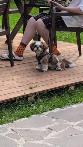 A small Shih Tzu dog with brown and white fur, wearing a black harness, sits on a wooden deck. The dog is facing the camera with its tongue slightly sticking out. To the left of the dog, a person's legs are visible. The person is wearing striped shorts, orange socks with a geometric pattern, and white sneakers. The person is sitting in a dark-colored chair. Behind the dog and person, a wooden table with dark legs is partially visible. The deck is surrounded by green grass and a stone pathway. The overall environment appears to be outdoors.