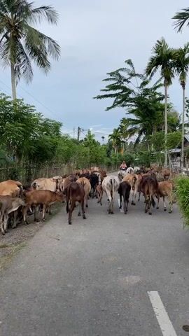 A wide shot captures a large herd of cattle, consisting of numerous cows and calves of various shades, predominantly brown, cream, and some with darker markings, moving slowly along a paved road. The animals walk away from the camera, filling the entire width of the thoroughfare. Behind the main group of cattle, a person wearing a pink or red hijab is visible, riding a scooter at a very slow pace, patiently following the herd as they clear the road.

The road itself is marked with a white broken center line. Both sides of the road are lined with abundant green foliage, including tall palm trees and dense bushes, indicating a rural or semi-rural setting. A simple wooden fence is visible on the left. The sky is overcast, suggesting a cloudy day with diffuse lighting. The scene depicts a common occurrence in agricultural areas, where livestock share the roads with vehicles. The cattle appear calm and unhurried, and the scooter driver demonstrates patience. The location is consistent with Grong-Grong Gogo, Indonesia, given the tropical vegetation and daily life depicted.