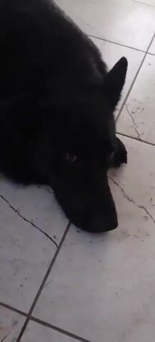 A black dog with brown eyes lies on a tiled floor. The dog's head is resting on the floor, and its body is slightly angled away from the camera. The dog's ears are perked up. The tiled floor appears to be light-colored with dark grout lines. The lighting suggests an indoor environment.