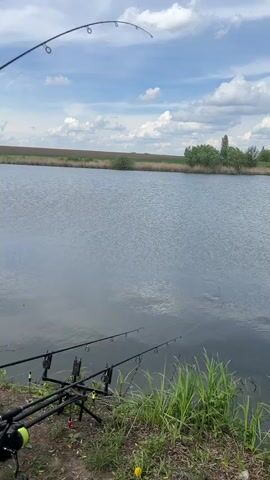 The video shows a scenic lakeside view with fishing rods and a caught fish. Three fishing rods are set up on a rod stand at the edge of the lake, amidst green grass and dandelions. The first rod has a noticeable bend, indicating a fish on the line. The water surface is calm but disrupted by a splashing fish in the center of the frame. The background features a flat landscape with a field and some bushes under a partially cloudy sky. The sky is predominantly blue, with fluffy white clouds scattered across it.