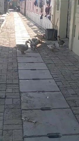The video shows a narrow alleyway paved with bricks. Several ducks are gathered in the middle of the alley, some are eating, and one is standing and looking around. There is a drainage channel running down the center of the alley, covered with concrete slabs. On either side of the alley are buildings, one appears to be a house with laundry hanging on a line outside. The lighting suggests it is daytime.