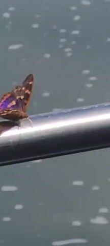A close-up video shows a butterfly with brown and white spotted wings perched on a shiny metal bar against a blurry blue background with white dots. The butterfly's wings flutter as it shifts its position, revealing flashes of purple on the undersides of its wings. The butterfly then lifts off the bar and flies out of frame.