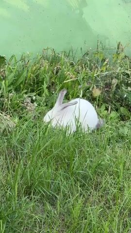 A white rabbit with grey ears is partially hidden in tall green grass, facing away from the camera. The rabbit's head is turned to the side, and its ears are angled slightly upwards. Behind the rabbit and grass is a faded green wall or surface. The lighting appears to be natural, suggesting an outdoor environment.