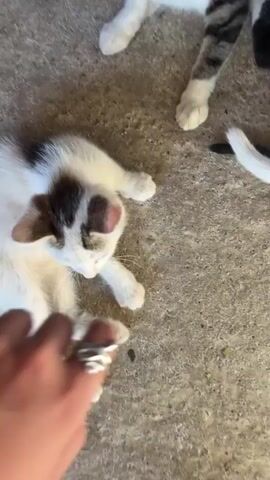 A human hand with a silver ring is petting a small white and brown kitten that is lying on its back. The kitten is playfully biting the hand. Two other cats are partially visible in the background, one with a tabby pattern and another with black and white markings. The environment appears to be an outdoor concrete area.