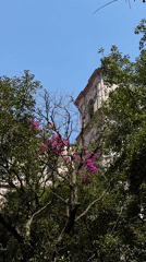 Palm trees and historic architecture observed in Mexico City