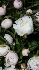 Rainy morning peony viewing and urban scenes in Chișinău