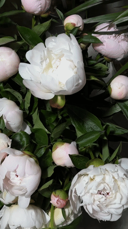 Rainy morning peony viewing and urban scenes in Chișinău