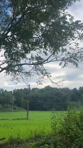 This is a vertical, outdoor shot of a serene natural landscape under a cloudy sky. In the foreground, lush green foliage, including branches of a large tree, creates a natural frame on the left and right sides. The center of the frame features a bright green rice paddy, suggesting an agricultural setting. Beyond the paddy, a dense, dark green forest stretches across the middle ground. Several utility poles with wires are visible scattered throughout the scene, indicating human presence and infrastructure. The sky above is a mix of white and gray clouds, with the sun faintly visible through a break in the clouds, casting a soft light. The overall impression is one of natural beauty and tranquility.
