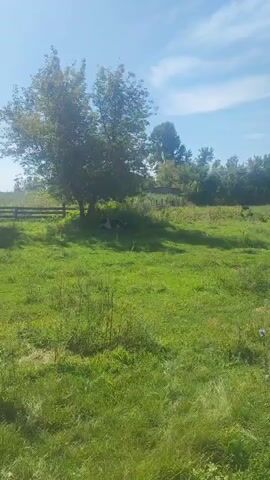 The video captures a sunny, outdoor scene with a bright blue sky and scattered white clouds. A lush green grassy field occupies the foreground, with some patches of taller weeds and dried grass. In the middle ground, a large tree with green leaves casts a shadow on the ground. Beneath the tree, there are two cows lying down in the grass. One cow is primarily black and white, and the other appears to be mostly black. To the left of the tree, a wooden fence runs horizontally across the frame. The background consists of more trees and vegetation, with a slightly hazy appearance. The camera is positioned at a medium distance from the scene, and the overall impression is one of peaceful pastoral life.