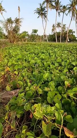 Certainly! Here is a concise description of the video:

The video captures a landscape dominated by dense green vegetation resembling a field or ground cover, likely along a coast. In the background, there are numerous tall, slender palm trees reaching into a clear, blue sky. The general setting evokes a tropical or coastal environment.