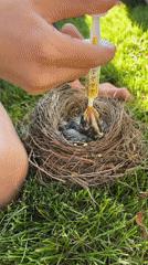 Baby robin rescue and feeding in Wisconsin Dells