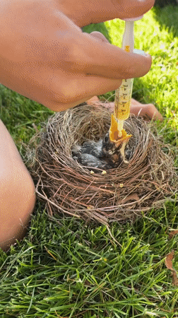 Baby robin rescue and feeding in Wisconsin Dells