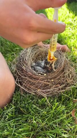 A close-up shot shows a person's hand holding a syringe filled with a yellow liquid and feeding a baby bird in a nest on the grass. The bird is small and has dark feathers. The syringe is being inserted into the bird's open beak, and the yellow liquid is being dispensed. The nest is made of twigs and is situated in a patch of green grass. The scene is lit by sunlight, casting shadows on the grass.