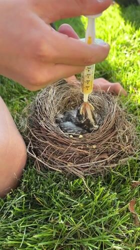 Baby robin rescue and feeding in Wisconsin Dells