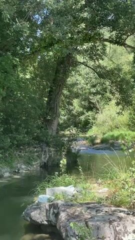 A video shows a body of water flowing past rocks and trees. The water is greenish and appears to be a river. The trees are lush and green, suggesting a natural, outdoor environment. There are no people or animals visible in the video. The camera pans across the scene, showing the details of the water and the surrounding foliage. The overall impression is one of tranquility and natural beauty.