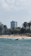 Wing foiling and surf gear at Haifa's waterfront on a summer morning