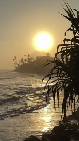 The video shows a scenic ocean sunset with palm trees silhouetted against the horizon. The sun is bright and low in the sky, casting a warm, golden glow over the water and beach. Waves are gently rolling onto the shore, creating a peaceful and tranquil atmosphere. A large palm frond is in the foreground, partially obscuring the view of the sunset. There are no people visible in the video.