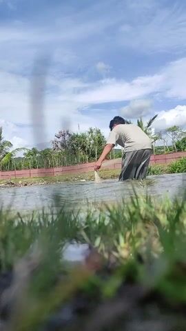 A male individual wearing a light shirt and dark pants stands knee-deep in water. He throws a circular fishing net into the water, extending his arm forward to cast it. The scene is outdoors under a bright blue sky with clouds. Green vegetation is visible in the foreground, with trees and a red fence in the background.