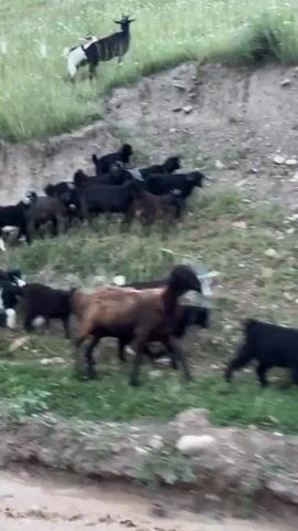 A herd of goats is moving down a grassy hillside. Some of the goats are black and white, while others are black. One goat at the top of the hill is white with black markings. There is also a dog visible on the hillside. The ground is covered in grass and dirt.