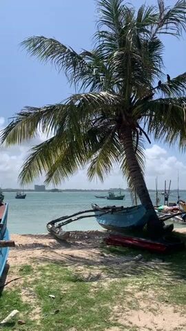 A video captures a tranquil coastal scene featuring a leaning palm tree on a sandy beach. Several colorful fishing boats are resting on the shore, some partially covered in sand. The turquoise water of the ocean stretches towards the horizon, where a few distant boats are visible. The sky is a clear blue with scattered white clouds. A bird is perched on one of the palm tree's branches, observing the peaceful surroundings. The overall atmosphere is serene and idyllic, suggesting a typical day in a tropical fishing village.