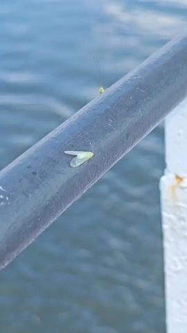 The video shows a close-up view of a dark, cylindrical object, possibly a railing or pipe, positioned horizontally across the frame. The surface of the object appears weathered, with some white residue or paint chips visible on the left side.

Resting on the object is a small, pale green insect with translucent wings. It is positioned with its wings folded upwards, resembling a small boat. In the background, out of focus, is a body of water with ripples, suggesting it is a lake, river, or sea. The water is a muted blue-gray color, indicating either overcast conditions or a time of day with diffused light.

Above and slightly behind the insect, a thin, dark filament extends upwards, ending in a small, yellowish object, possibly another insect or a small lure. The overall scene suggests an outdoor setting near water, perhaps a bridge, pier, or boat railing. The focus is sharply on the insect and the immediate surface it rests upon, while the background water is softly blurred. There is no visible text in the video. The time of day appears to be daytime, given the natural light, but it's difficult to ascertain the specific time or weather conditions beyond the presence of water and the diffused lighting.