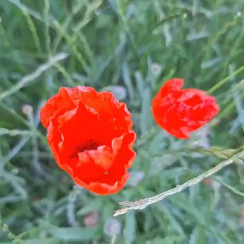 The video shows two red poppies with green grass in the background. The poppies are in focus and are bright red. The grass is out of focus and is a blurry green. The video is shot from a top-down perspective.