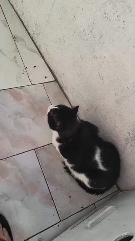 A black and white cat is sitting on a tiled floor in the corner of a room. The cat is facing away from the camera, and its head is turned to the left. The floor is tiled with beige and white tiles. A white wall is visible to the right of the cat. A person's foot is visible in the bottom left corner of the frame.