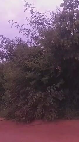 The video shows a dirt road with a dense growth of trees and foliage on the right side. The sky is overcast with a purplish hue. The camera appears to be mounted on a moving vehicle, as evidenced by the slight blur and the way the scenery shifts. There are no people visible in the video. The environment appears to be rural or natural.