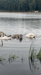 Swan family with cygnets on a quiet lake