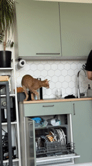 Morning domestic life captured in Khimki home with pets
