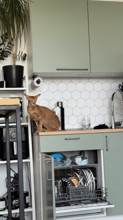 Morning domestic life captured in Khimki home with pets