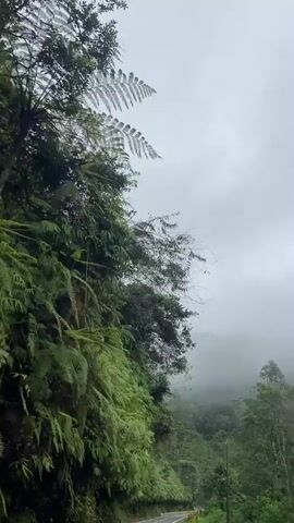 The video shows a view from a moving vehicle looking out at a lush, green mountainside. Dense foliage, including large ferns and trees, covers the slope. The sky is overcast and hazy, with mist visible in the distance, suggesting a humid or foggy environment. The road is partially visible in the lower right corner of the frame. The camera is angled upwards towards the trees and sky. There are no people or distinct objects visible within the frame besides the natural environment. The footage appears to be recorded on a handheld device due to slight camera shake.