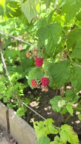A close-up shot focuses on a person's hand reaching into a raspberry bush and plucking a ripe raspberry. The hand, with bright pink painted fingernails, gently detaches the berry from its stem. The background is filled with lush green leaves and more red raspberries, some still on the vine. The scene appears to be outdoors in a garden setting, with hints of soil and a wooden border visible at the bottom of the frame. The lighting is bright, suggesting it is daytime.