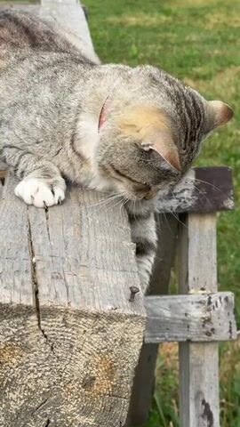 A tabby cat with white paws is resting on a wooden structure outdoors. The cat is lying on its side with its head down, facing to the right. The wooden structure appears to be made of rough, weathered planks and is positioned on a grassy area. In the background, a wooden building and a fence are visible. The cat is wearing a red collar.