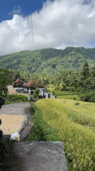 Rural rice paddy landscape documented in Sidemen, Indonesia