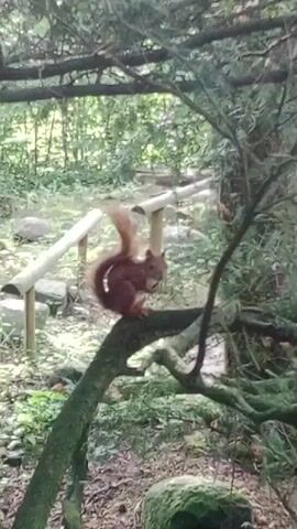 A squirrel is perched on a tree branch in a forest setting. It is holding a nut in its paws and appears to be eating it. The squirrel is reddish-brown in color with a bushy tail. The tree branch is thick and covered in moss. In the background, there are more trees and foliage, suggesting a natural woodland environment. A wooden railing is visible in the mid-ground, possibly part of a path or bridge. The lighting suggests it is daytime, with dappled sunlight filtering through the trees. The overall scene depicts a moment of wildlife activity in a natural habitat.