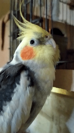 Cockatiel at home in Bilajari, caught from multiple angles