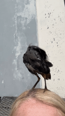 Waterbird bathes in pool, perches on person's head in Bali