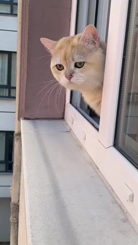 A light orange cat peeks its head out of a white window frame. The cat looks to the left, then to the right. The cat is positioned on a white ledge. The cat's head is turned to the right and it looks down and to the right.