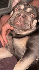 French bulldog lounges and soaks up attention in close-up clips