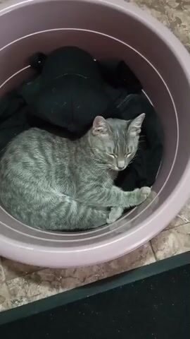A grey tabby cat with closed eyes is curled up asleep in a pink plastic laundry basket. The cat is resting on a black garment, possibly a bra. The basket is placed on a tiled floor. The video is a static shot with no visible movement.