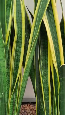 A close-up shot captures a dense arrangement of snake plants, also known as mother-in-law's tongue. The leaves are long, stiff, and sword-shaped, displaying a striking variegation of dark green with irregular yellow or pale green stripes along the edges. The plants are positioned in a way that their leaves overlap and intertwine, creating a lush and textured visual. The lighting is soft, highlighting the glossy surface of the leaves and casting gentle shadows. The background is a plain, light-colored wall, which helps the vibrant green and yellow of the plants stand out. The overall impression is one of natural beauty and resilience, with the focus entirely on the architectural forms and patterns of the snake plant leaves.