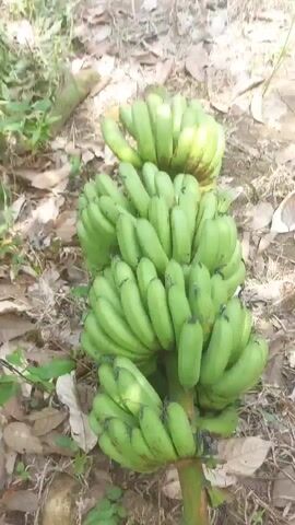 A bunch of green bananas is lying on the ground, which is covered with leaves and dirt. The bananas are unripe and appear to be from a banana tree. The image is taken from a top-down angle. The text in the video says "Sahabatku inilah panen untuk hari ini. Alhamdulillah" which translates to "My friends, this is the harvest for today. Praise be to God".