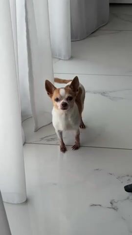 A small tan and white chihuahua stands on a tiled floor, looking directly at the camera. The dog is positioned near a large white curtain. A red laser line is visible on the floor in front of the dog, extending towards the right side of the frame.