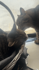 Two tabby cats napping and playing by a sunny window