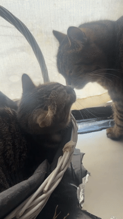Two tabby cats napping and playing by a sunny window