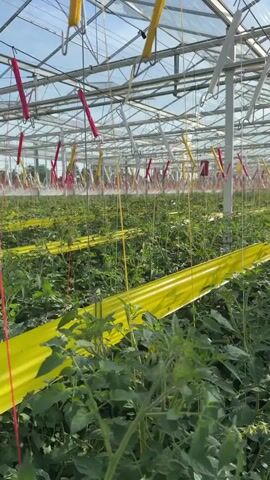 The video shows the interior of a greenhouse filled with rows of green tomato plants. Yellow sticky traps are hanging horizontally above the plants, and some red-wrapped objects are also suspended from the greenhouse structure. The plants are growing upwards and are supported by strings. The greenhouse has a transparent roof and metal framing. The overall impression is of a commercial agricultural setting.