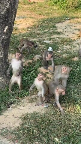 The video shows a group of small monkeys on the ground near a tree. The ground is covered in grass, dirt, and some debris. A person's hand reaches into the frame and offers food to the monkeys. The monkeys scramble to get the food, some reaching up on their hind legs. After the person gives them the food, the monkeys retreat to the ground.