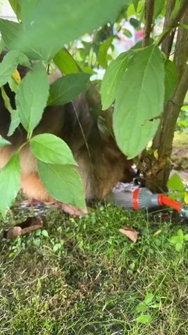A Pomeranian dog is drinking water from a hose that is connected to a spigot. The dog is partially obscured by green leaves from a bush. The ground is covered in green grass and moss. There is also a brown leaf on the ground. The dog's fur is brown and tan. The hose is green and the spigot is orange and gray. The water from the hose is spraying onto the ground.